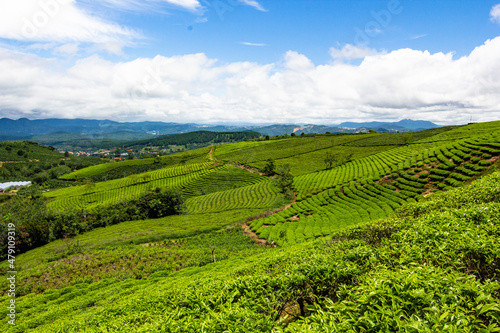 tea fields