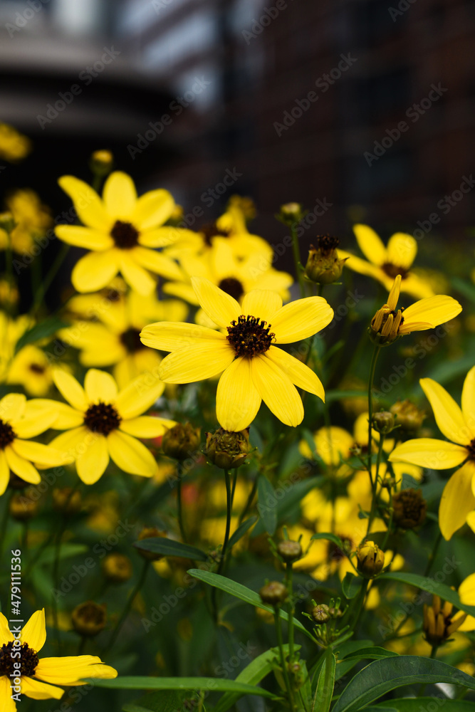 Obraz premium flowers
