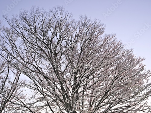 Tokyo,Japan - January 7, 2022: Snow-covered Japanese zelkova tree illuminated with the morning sunlight in Tokyo, Japan
 photo