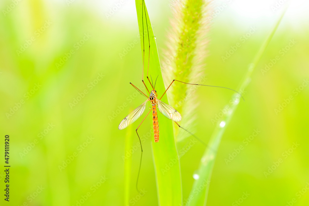 Nephrotoma appendiculata, spotted cranefly Nephrotoma appendiculata, spotted cranefly
