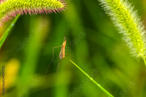Nephrotoma appendiculata, spotted cranefly © zhengzaishanchu