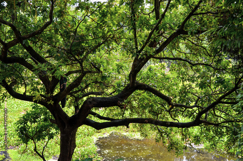 Big tree and branches with fresh green leaves beside the river. Scenery of a long tree close to the pond water and water lettuce