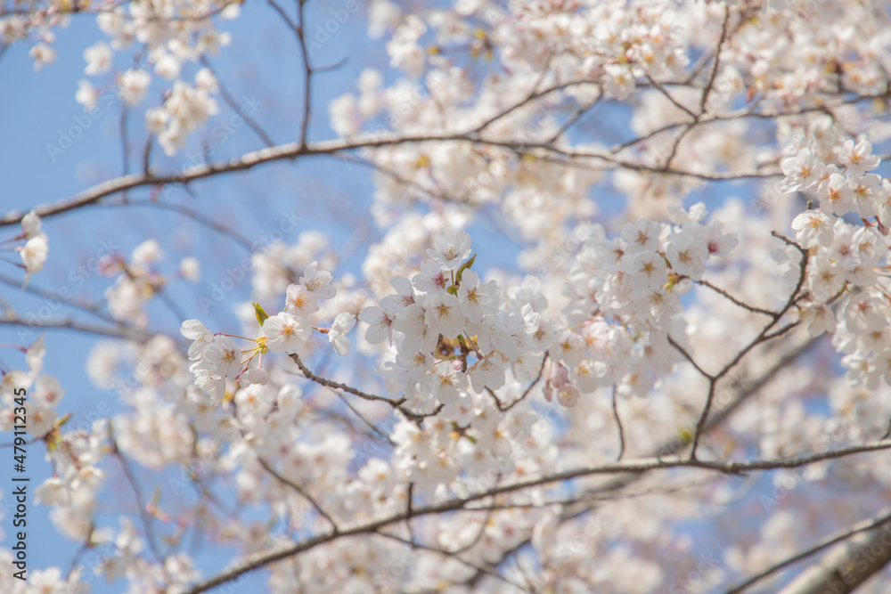 満開の桜 満開の桜