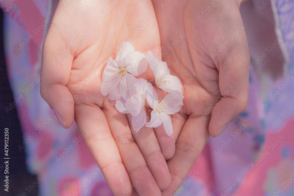 手のひらの桜 手のひらの桜
