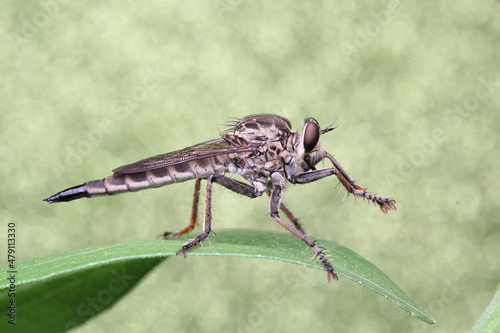 Ribberfly on a leaf