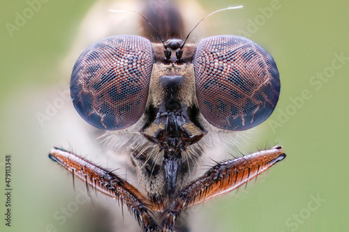 Compound eyes of robberfly