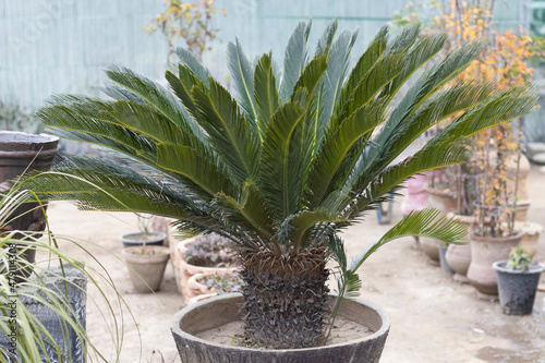 Cycas revoluta, sago palm, king sago, sago cycad or Japanese sago palm in a large pot photo