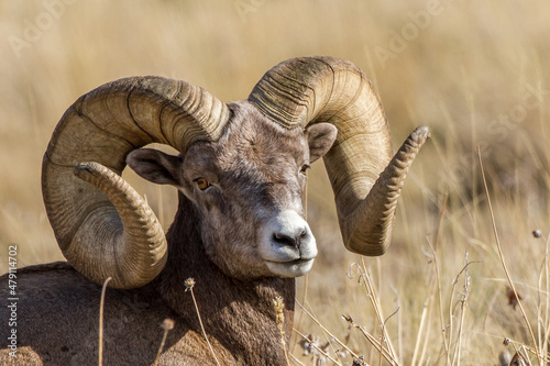 Montana full curl bighorn sheep  © David