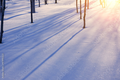 Winter landscape, tree trunks cast shadows on snow, illuminated by bright sun.