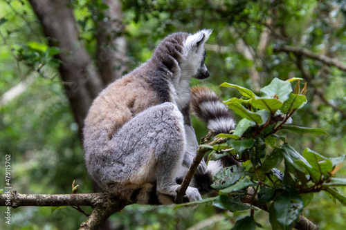 Fototapeta Naklejka Na Ścianę i Meble -  A ring-tailed lemur