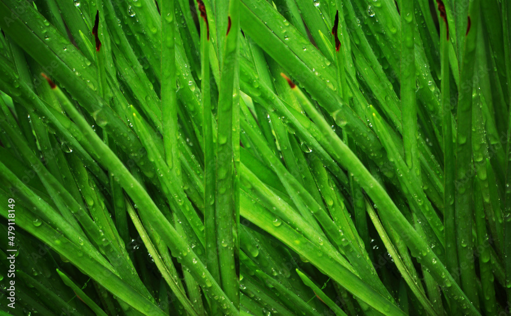 green grass background green grass background