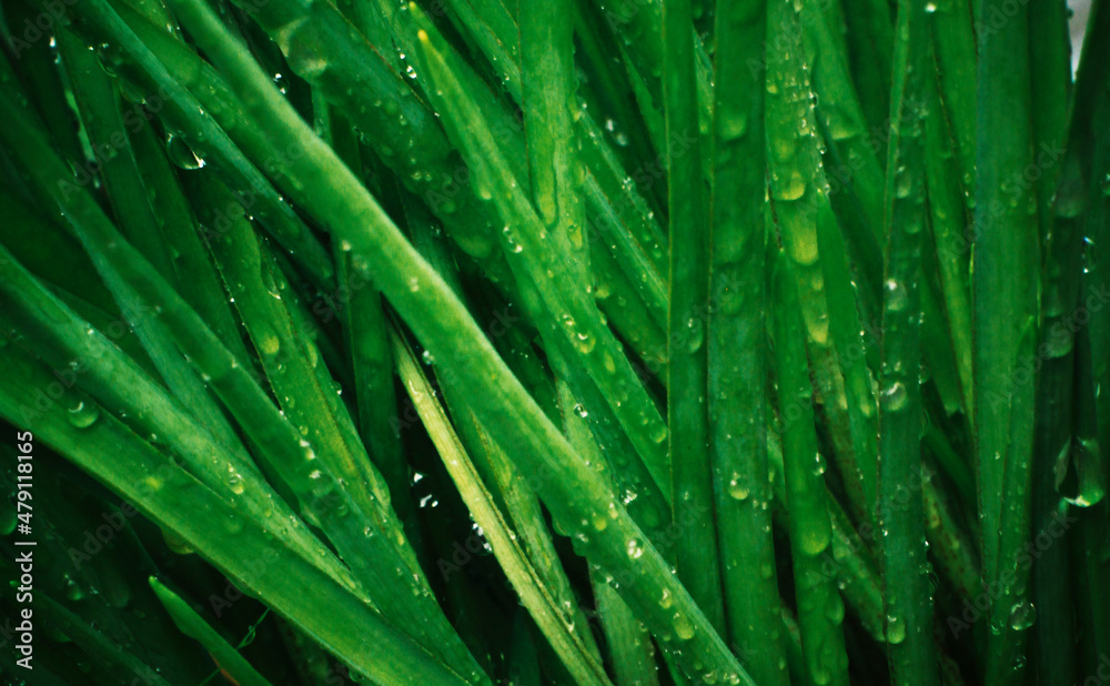 grass with dew grass with dew