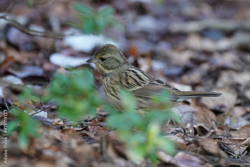 black faced bunting on the ground black faced bunting on the ground