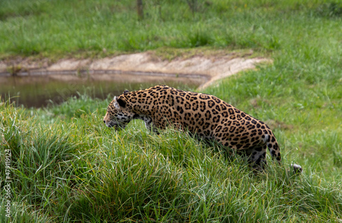 A jaguar isolated at the Jukani Wildlife Sanctuary on the Garden Route in the Western Cape province of South Africa photo