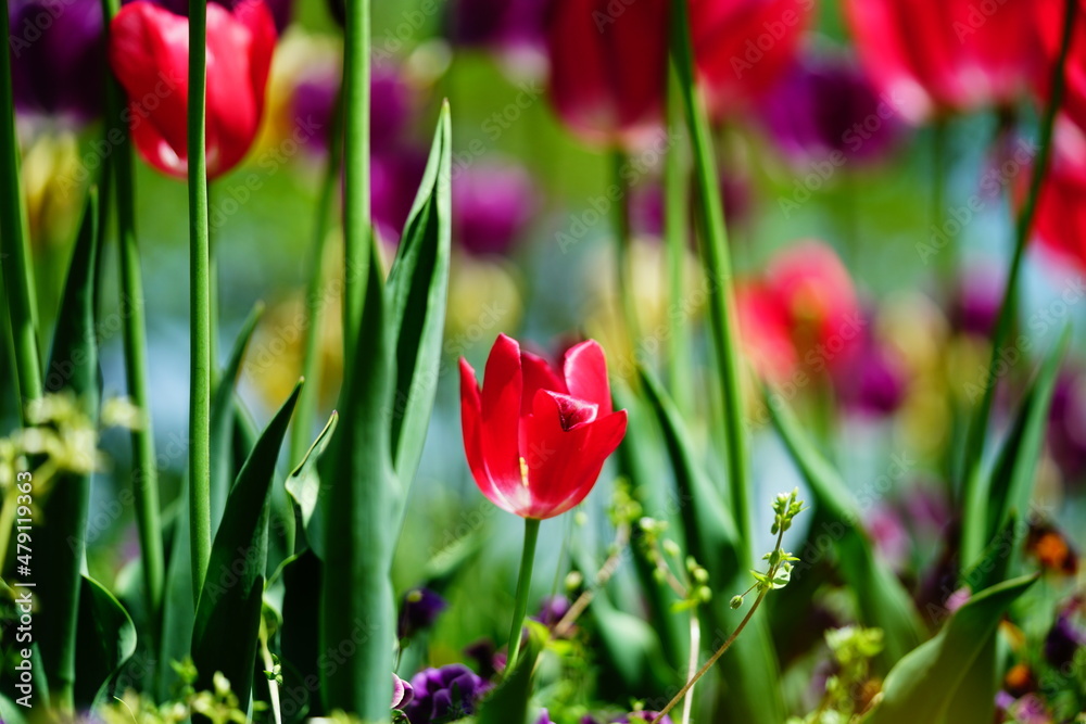 Obraz premium チューリップ