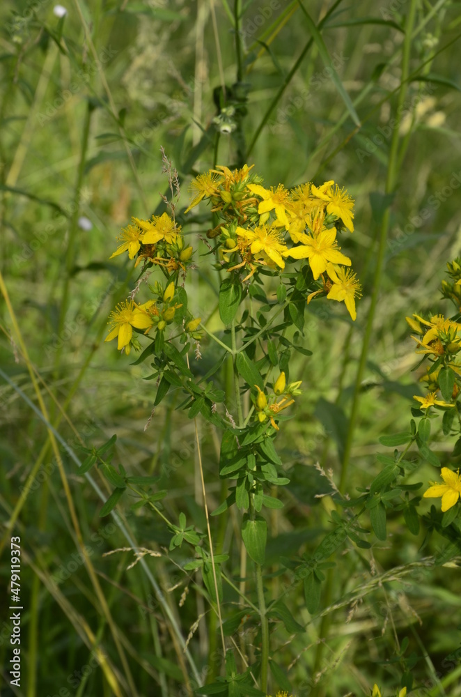 Yellow inflorescences of St. John's wort close up Yellow inflorescences of St. John's wort close up