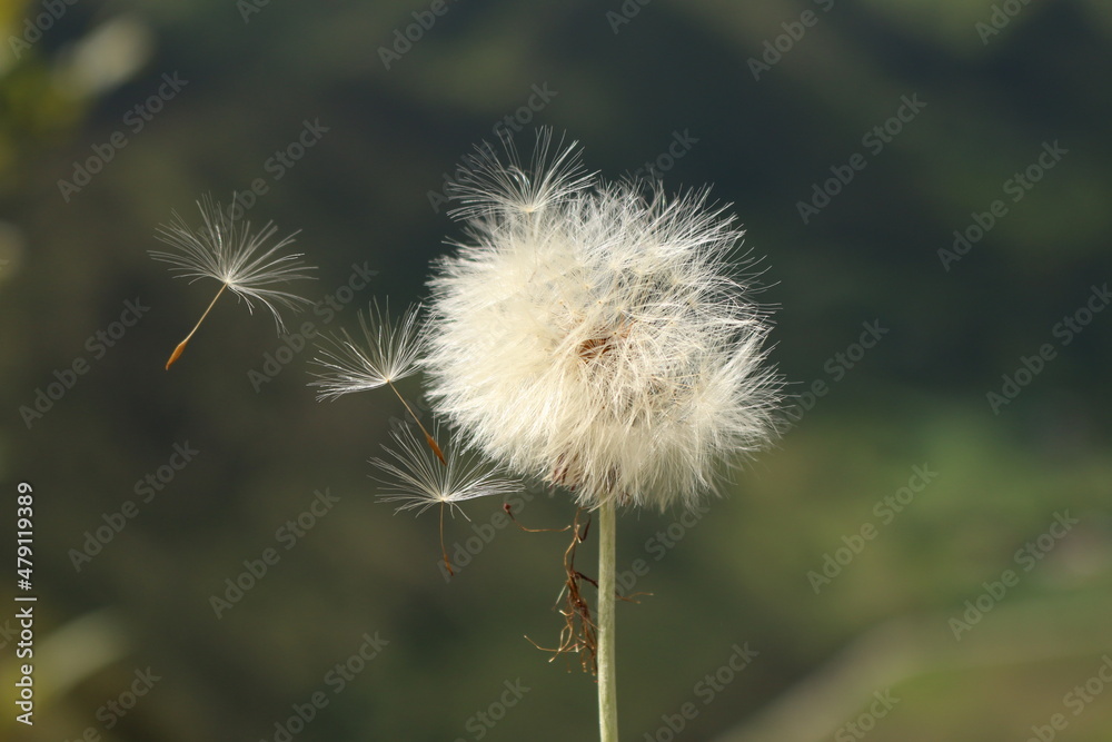dandelion seed head dandelion seed head