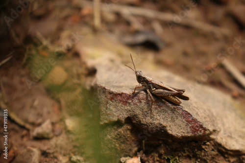 grasshopper on the ground