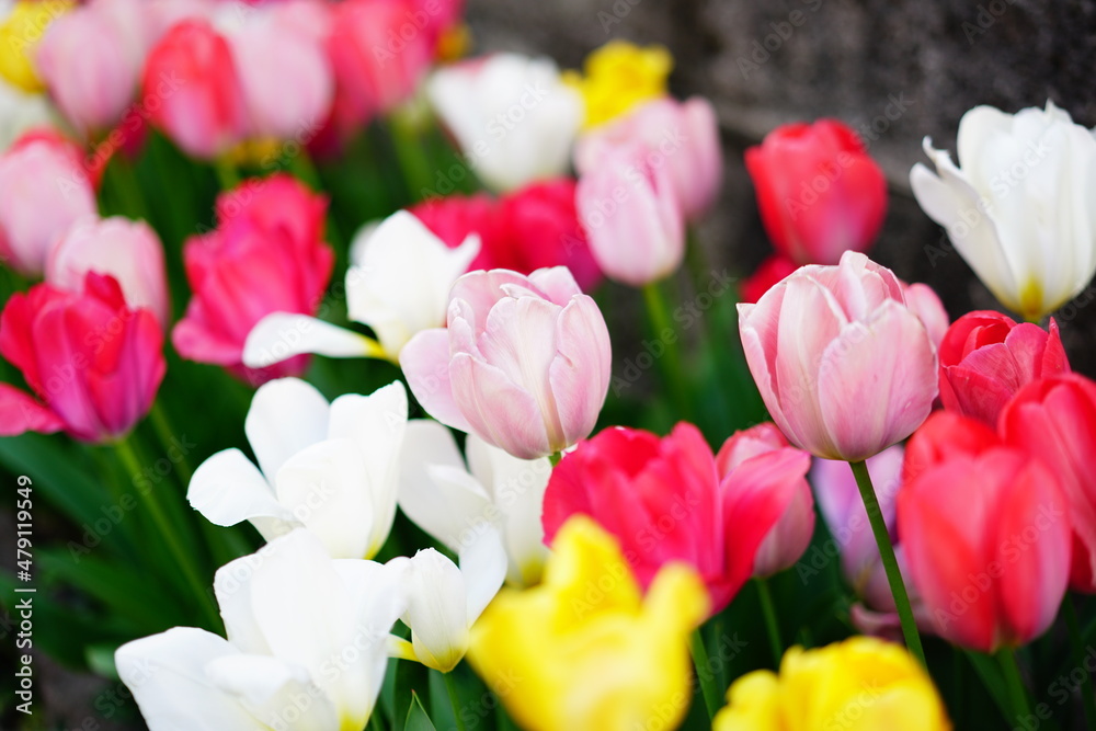 Naklejka premium チューリップ