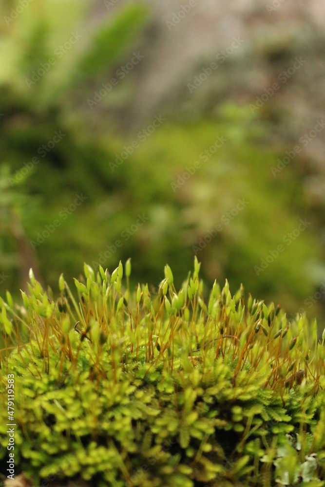 green moss on the tree green moss on the tree