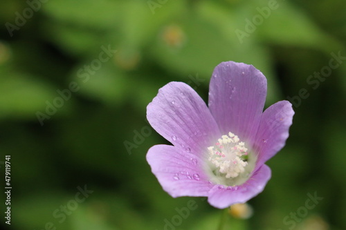 close up of a flower