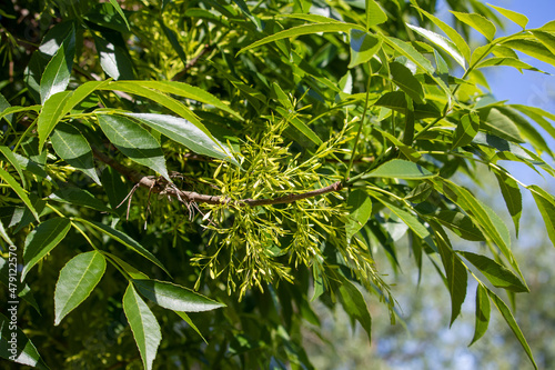 Spring flowering tree Manchurian Ash (Fráxinus mandshurica) photo