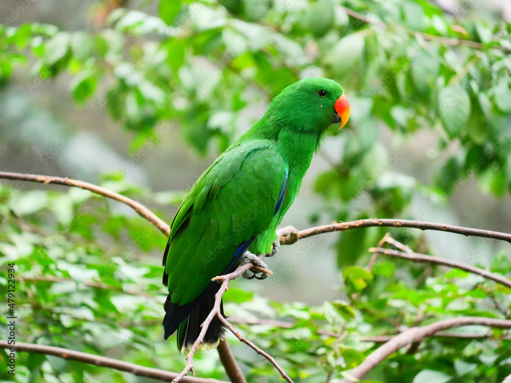 colorful and beautiful bird in the park colorful and beautiful bird in the park