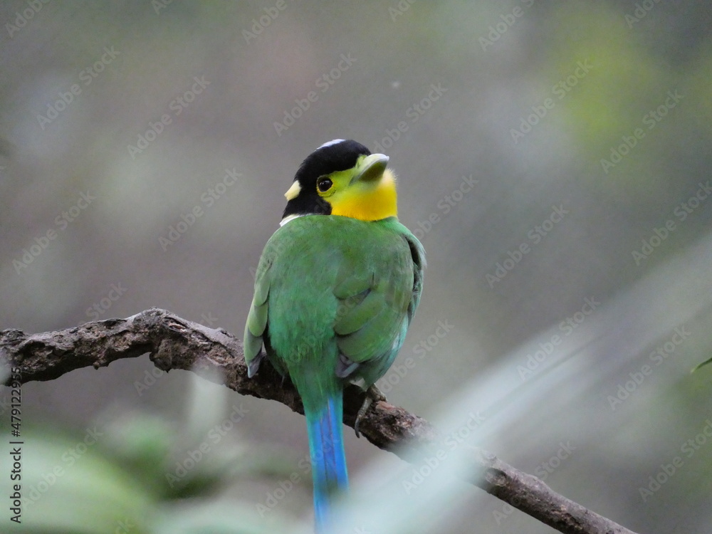 colorful and beautiful bird in the park colorful and beautiful bird in the park