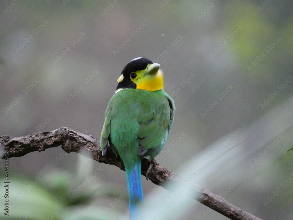 colorful and beautiful bird in the park