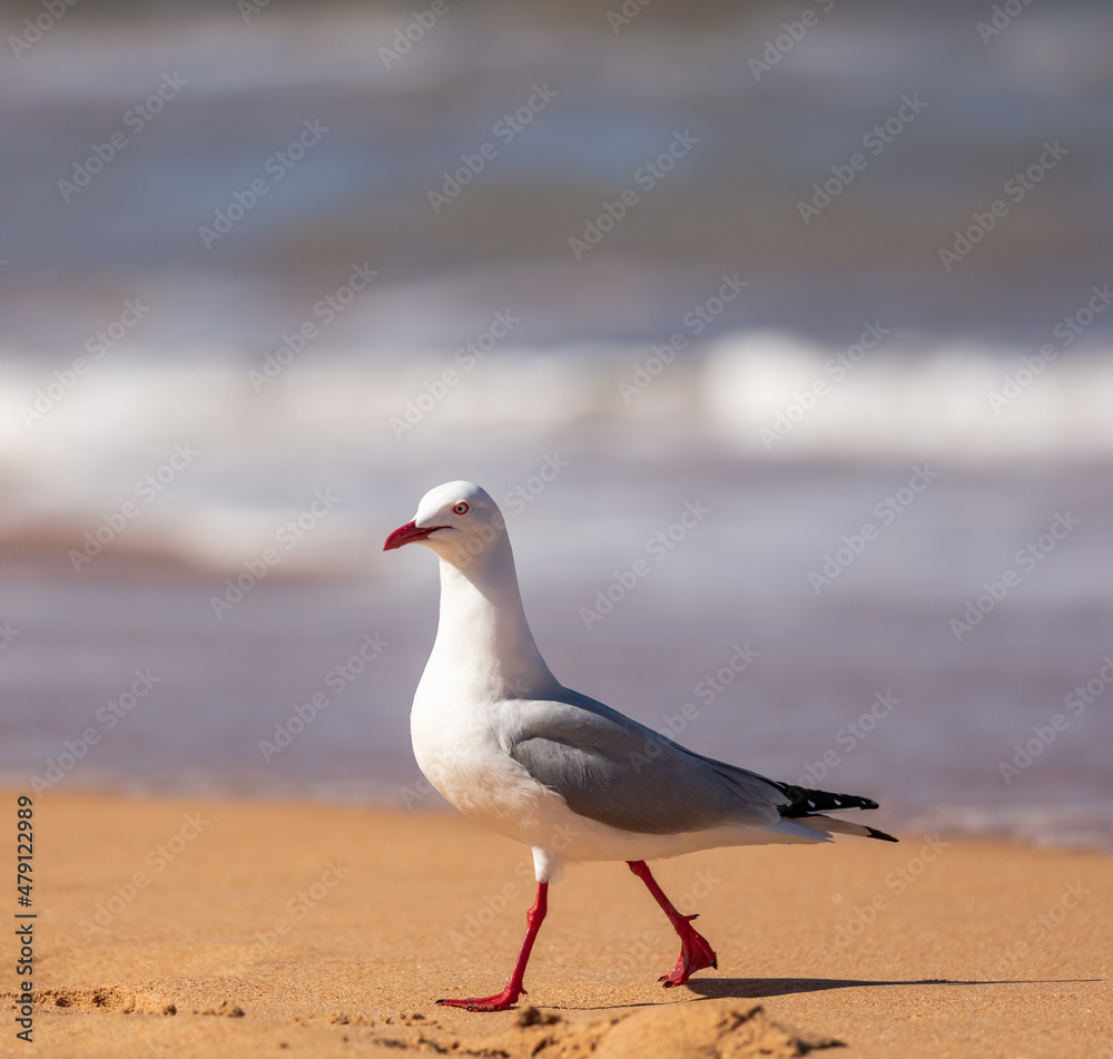 The Australian Silver Gull is the most common seagull found in the country and is a regular site at the beaches around Sydney The Australian Silver Gull is the most common seagull found in the country and is a regular site at the beaches around Sydney
