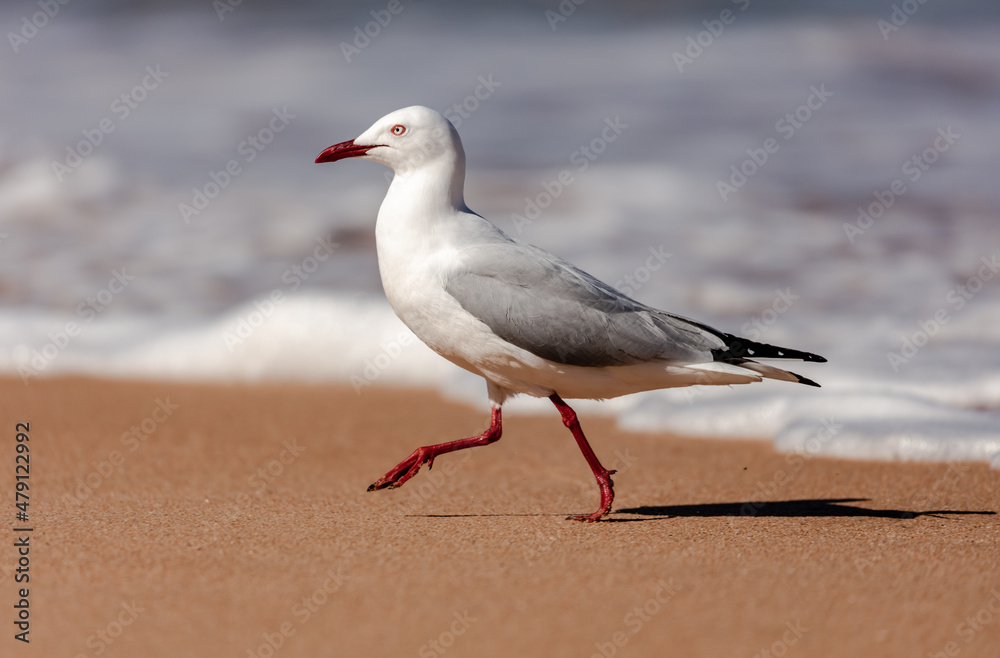 The Australian Silver Gull is the most common seagull found in the country and is a regular site at the beaches around Sydney The Australian Silver Gull is the most common seagull found in the country and is a regular site at the beaches around Sydney