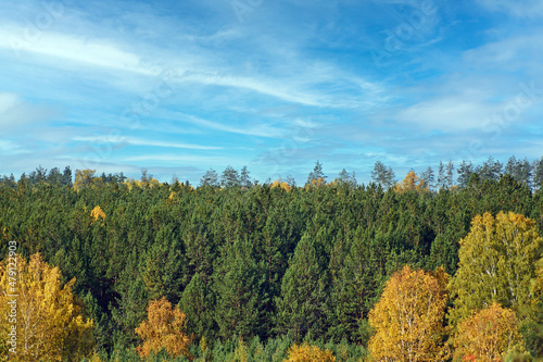Autumn forest against a blue sky with white clouds on a sunny day