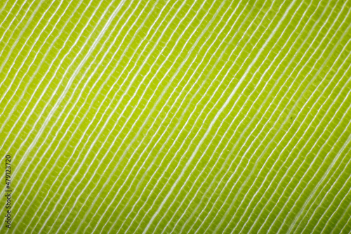 Abstract background of macro close up shot of a banana leaf
