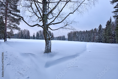Winter weather in the forest.