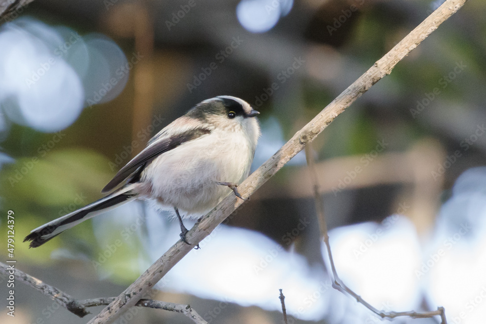 Fototapeta premium つぶらな瞳のまるくてかわいいエナガ 東京、赤坂氷川神社の境内の風景