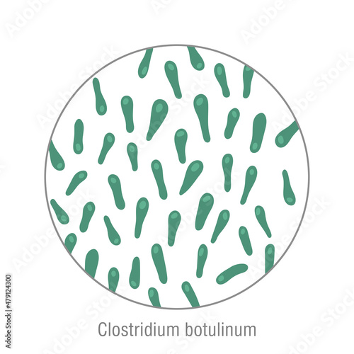 Clostridium botulinum, pathogenic bacteria. Bacterial microorganism. Microbiology, infographic