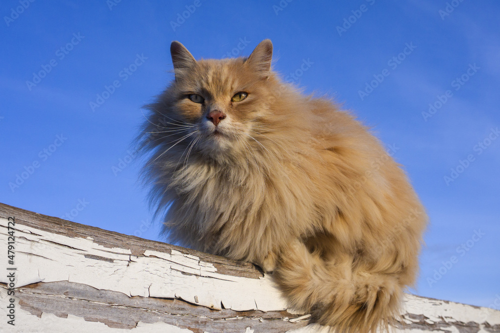 Street homeless fluffy ginger cat with the posture of a lion, looks like a  lion Stock Photo | Adobe Stock