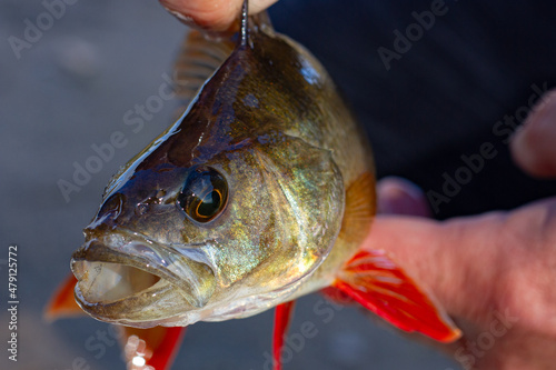 The caught fish in the hand of the fisherman. The fisherman caught a fish. Fish in hand.