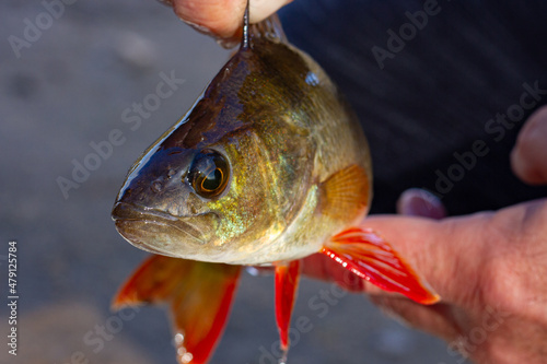 The caught fish in the hand of the fisherman. The fisherman caught a fish. Fish in hand.