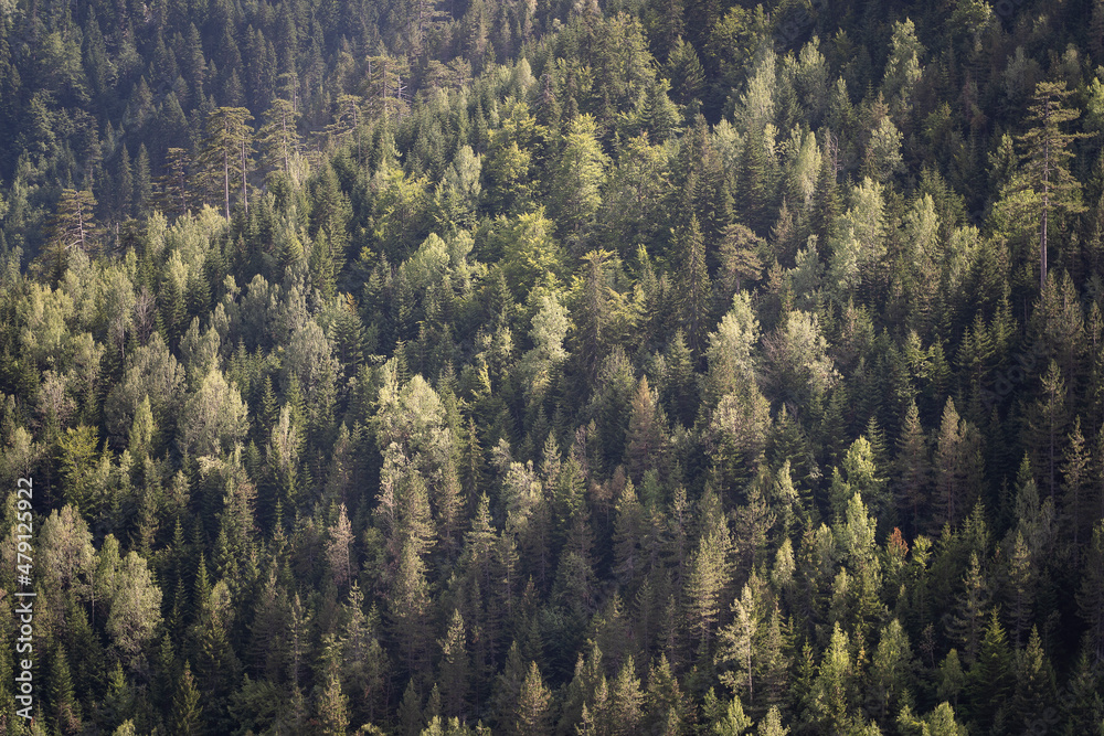 Top view of the green treetops of coniferous forests in mountain Top view of the green treetops of coniferous forests in mountain