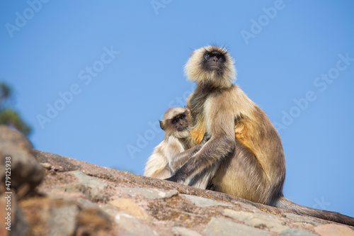 Langur monkey family in the town of Mandu  India