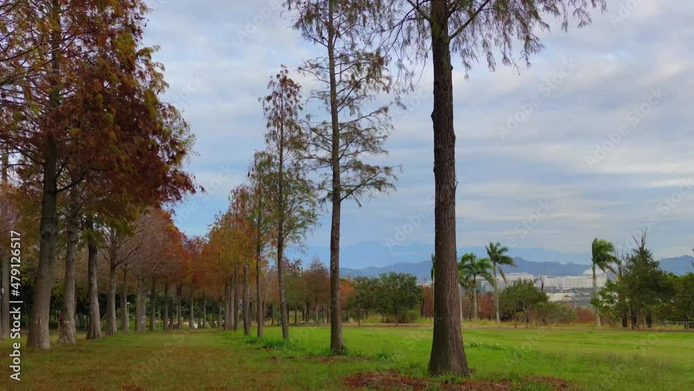 The pine trunks with forest on a background