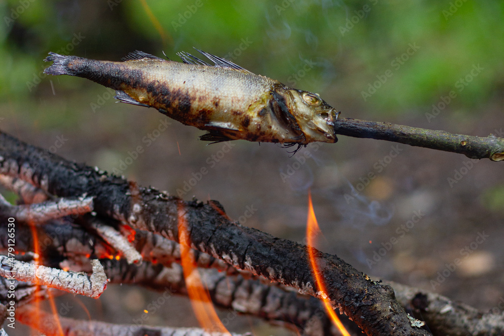 Fish on a stick over the fire. Fish cooked on wood over a fire. Stock Photo  | Adobe Stock