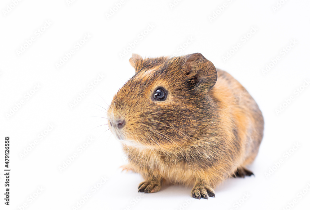 Funny-looking guinea pig isolated on white Funny-looking guinea pig isolated on white
