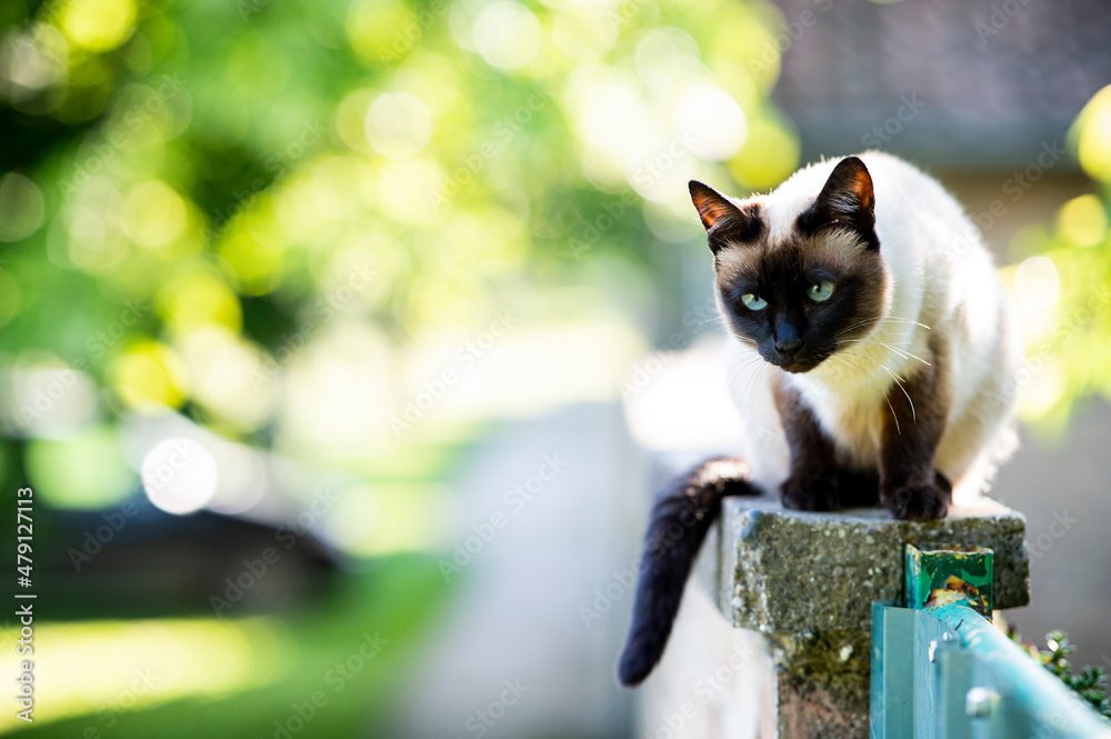 A Siamese cat with blue eyes is sitting A Siamese cat with blue eyes is sitting