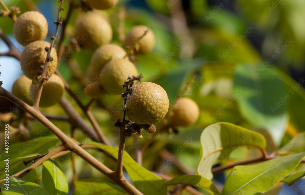 Longan ripe fruits (Dimocarpus longan) on the tree, in shallow focus Longan ripe fruits (Dimocarpus longan) on the tree, in shallow focus