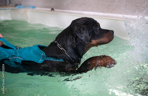 Фотография rottweiler  swimming in a swimming pool
