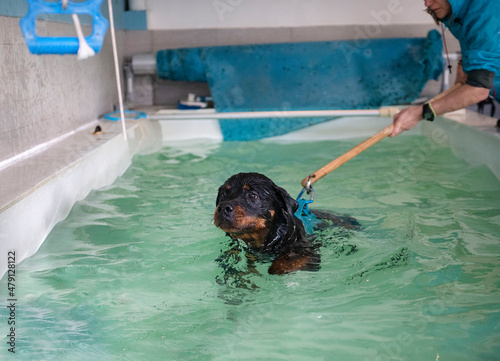 Canvastavla rottweiler  swimming in a swimming pool