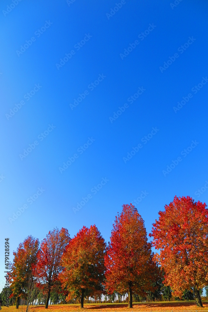 青空と赤く染まった木々の風景2