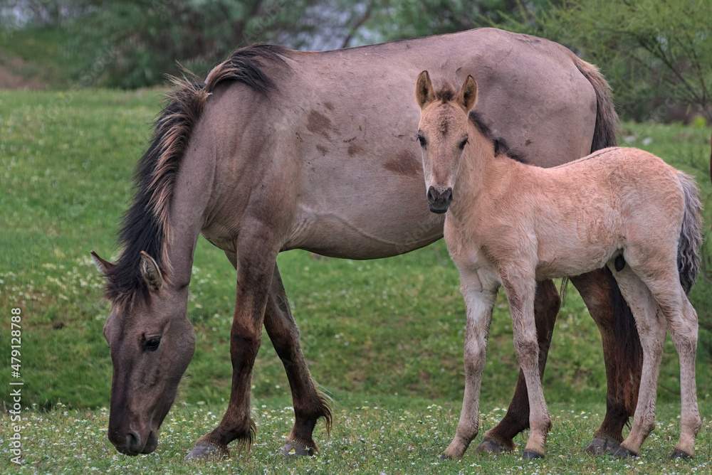 Obraz premium Foal and adult horse on a desert island. Natural habitat. This is a photograph of wild mammals in the wild. Location: Danube Delta. Odessa region, Ukraine.